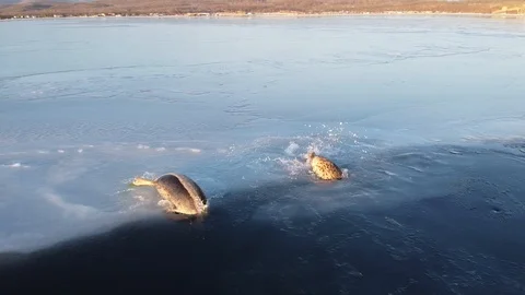 Seals diving from the ice floe in water in sunset light. Stock Footage 125291388