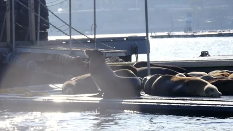 Seals on on a Dock Stock Footage 270229780