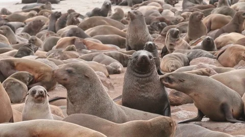 Seals doing several things on slow motion Video stock 93751291