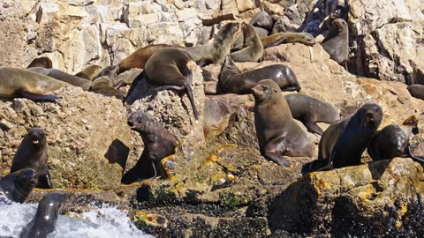 Seals on the edge of a cliff while other jumps into the sea Stock Footage 266064847