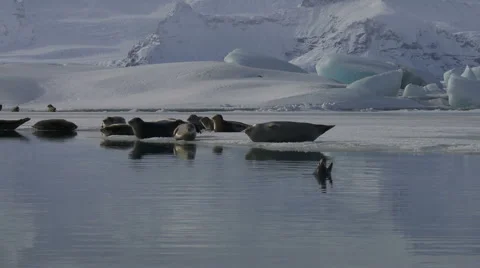 Seals on the edge of an ice flow, one seal is in the water. Iceland Video stock 1117658