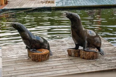 Seals entertaining on a platform by their pool in a zoo. Stock Photos