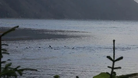 Seals feeding on fish in river Stock Footage 79038728