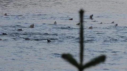 Seals feeding on fish in river Stock Footage 79038765