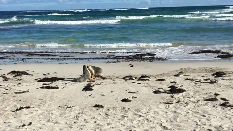 Seals fighting on beach Видео 256980776