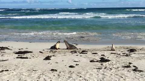 Seals fighting on beach Видео 256980782