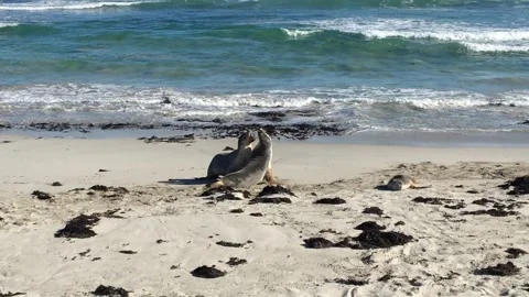 Seals fighting on beach Видео 256980796