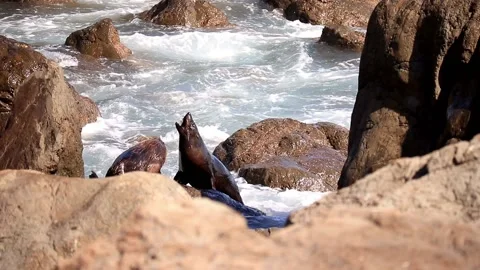 Seals Fighting For Dominance Stock Footage 130587233