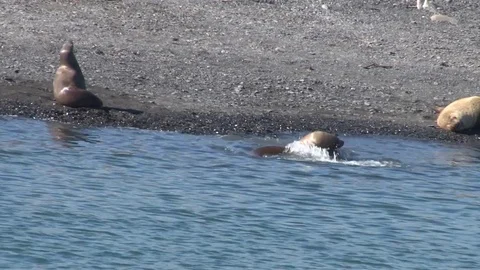 Seals Fighting Stock Footage 85227025