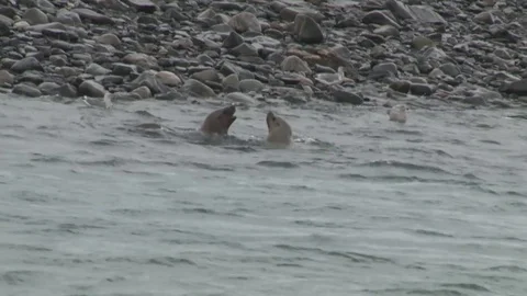 Seals Fighting Stock Footage 85231535