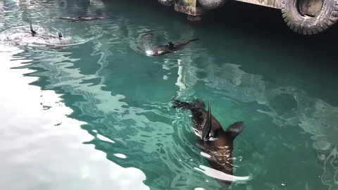 Seals Floating in Water at Harbour Docks 스톡 동영상 105525919