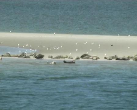 Seals Stock Footage 88531