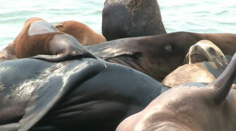 Seals Stock Footage 146916