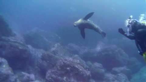 Seals Vídeos de archivo 207976