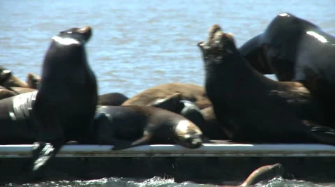 Seals 動画素材 1078381