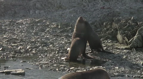 Seals Stock Footage 5466526