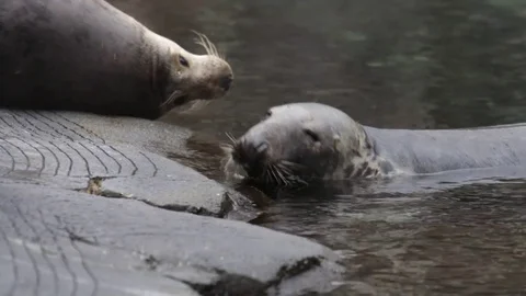 Seals 스톡 동영상 84775664