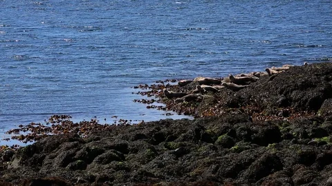 Seals Video stock 91365564