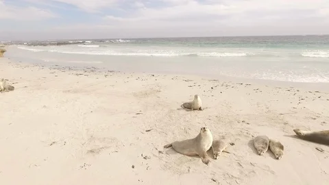 Seals 스톡 동영상 100602016