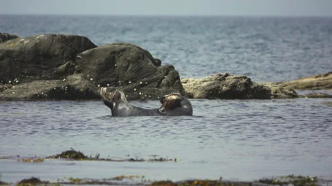 Seals Stock Footage 134389680