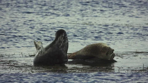 Seals Stock Footage 134389739