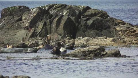Seals Stock Footage 134389781