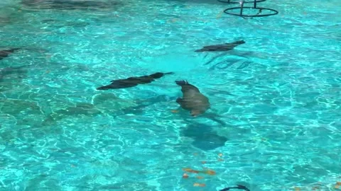 SEALS Video stock 135029827