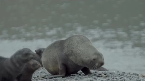 Seals Stock Footage 137611507