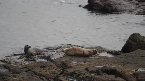 Seals Stockbeeldmateriaal 163159035