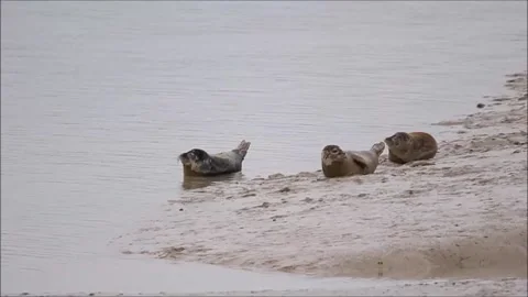 Seals Video stock 170301119
