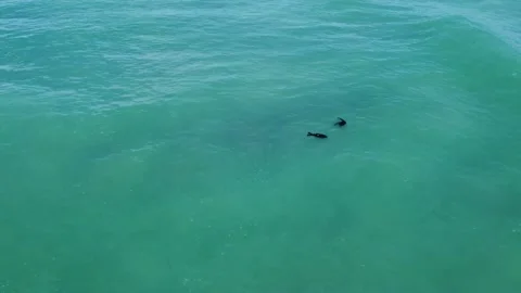 Seals 動画素材 172962356