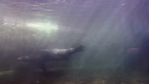 Seals 스톡 동영상 218972172