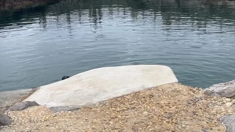 Seals funny poking their heads out from the stone Video stock 249351153