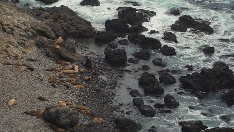 Seals Gather On Rocky Beach Video stock 108406451