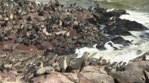 Seals going into the sea Video stock 12148054