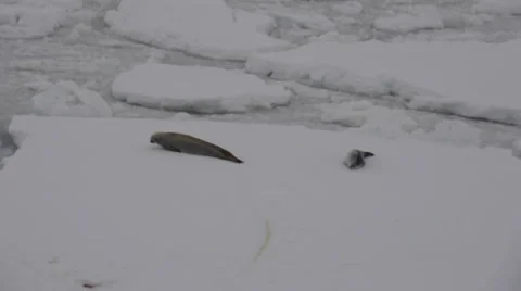 Seals on the ice. Antarctica 스톡 동영상 33622323