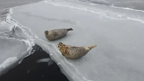 Seals on the ice closeup. Stock Footage 124179111