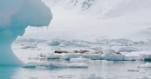 Seals on ice floe Vídeos de archivo 133986932