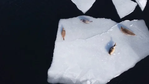 Seals on ice floe in winter. Stock Footage 123815019