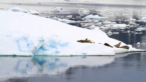 Seals on an iceberg in Antarctica 2 Stock Footage 88286580