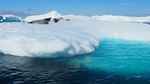 Seals on iceberg Vídeos de archivo 331033767