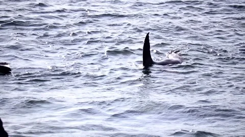 Seals imitating sharks Stockbeeldmateriaal 132370728