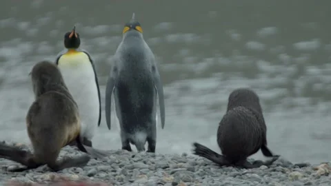 Seals &amp; King penguins Stock Footage 137611223