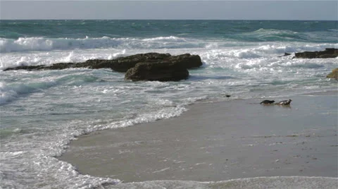 Seals at La Jolla Vídeos de archivo 24465631