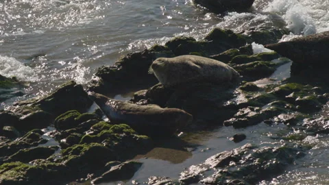 Seals laying on beach rocks as waves roll in and crash slowmotion 1080p 120f Stock Footage 148592177