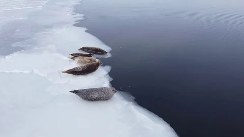 Seals laying on the edge of ice floe. Stock Footage 125291334