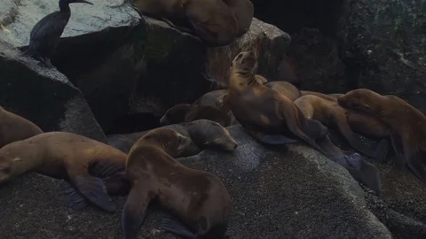 Seals Laying On Rocks Video stock 108404837