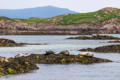 Seals laying on rocks Foto stock