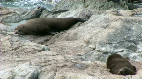 Seals lazy Stock Footage 659796