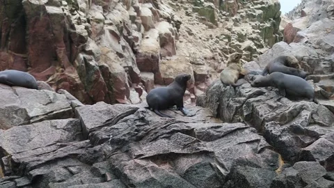 Seals lie on rocks. Video stock 270951349